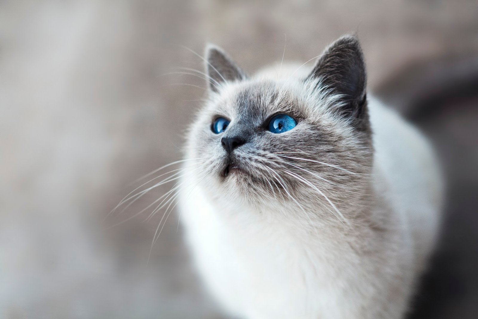 A beloved pet in a peaceful setting